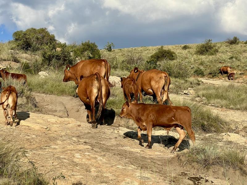 0 Bedroom Property for Sale in Fouriesburg Free State